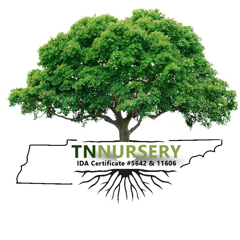 tnnursery Coupons and Promo Code